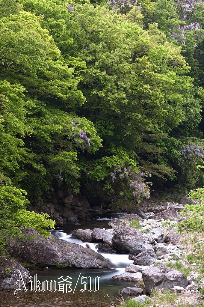 山藤