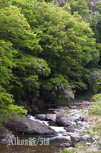 山藤