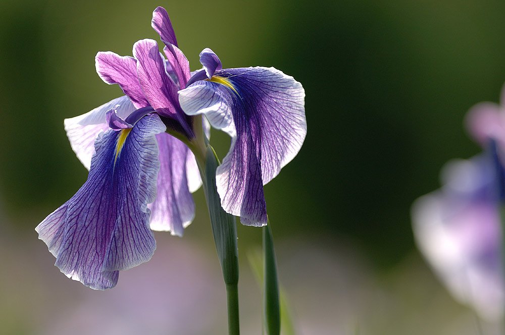 菖蒲その２
