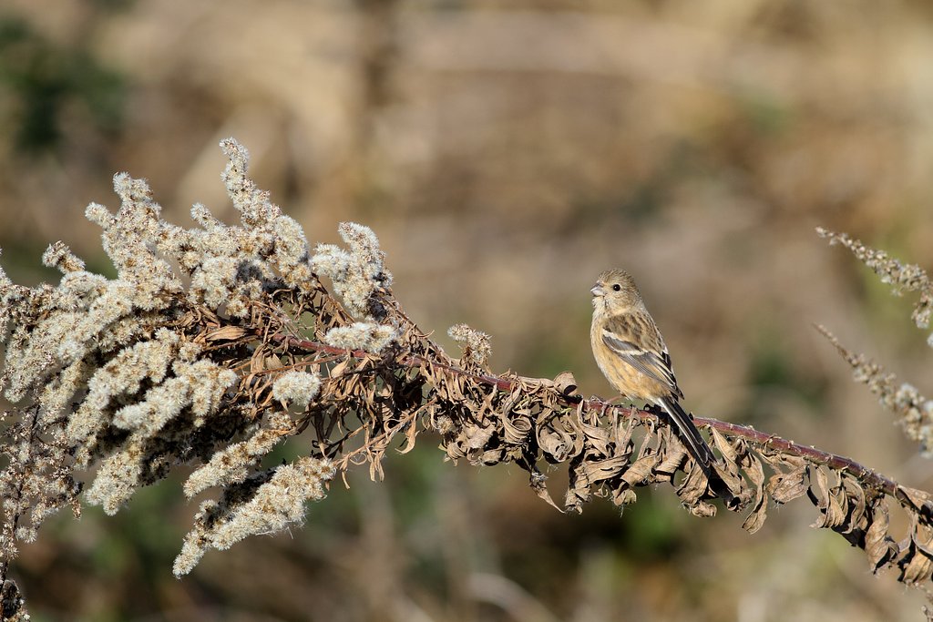 ベニマシコ♀