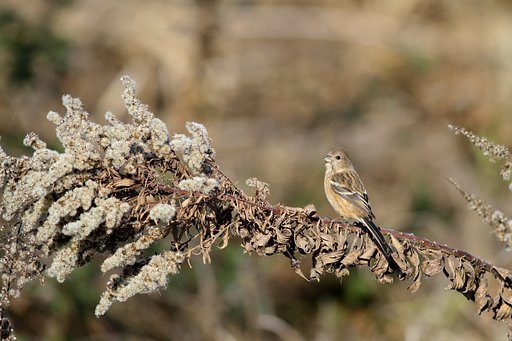 ベニマシコ♀