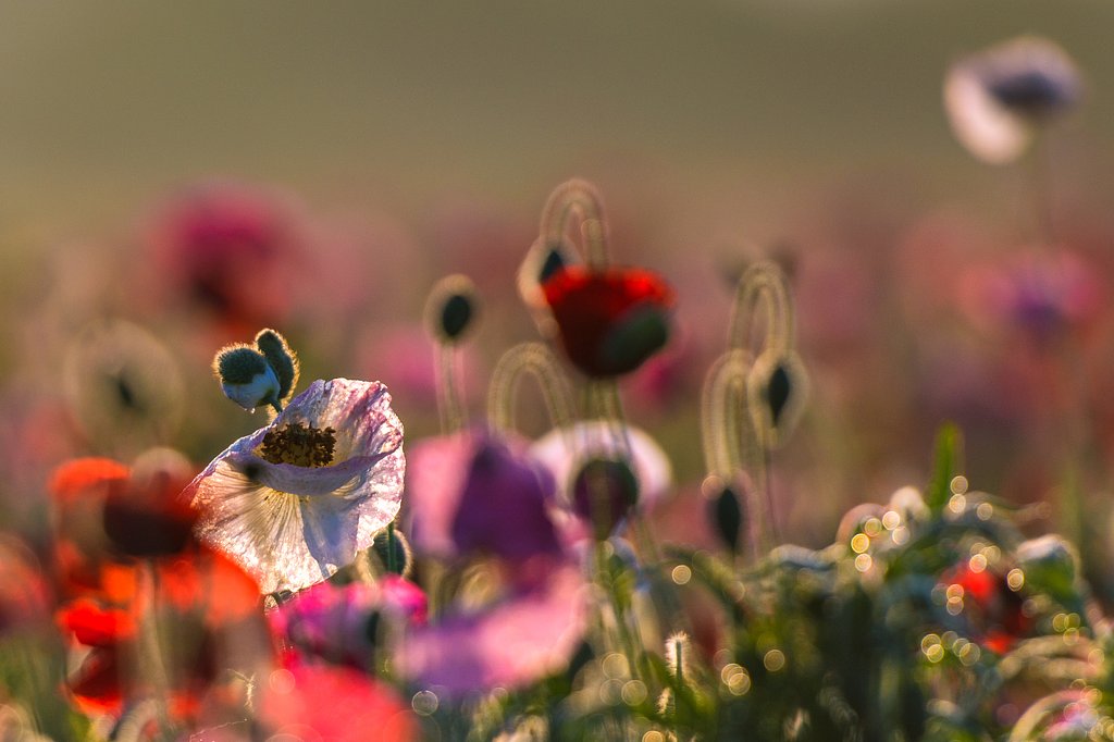 花園の夢