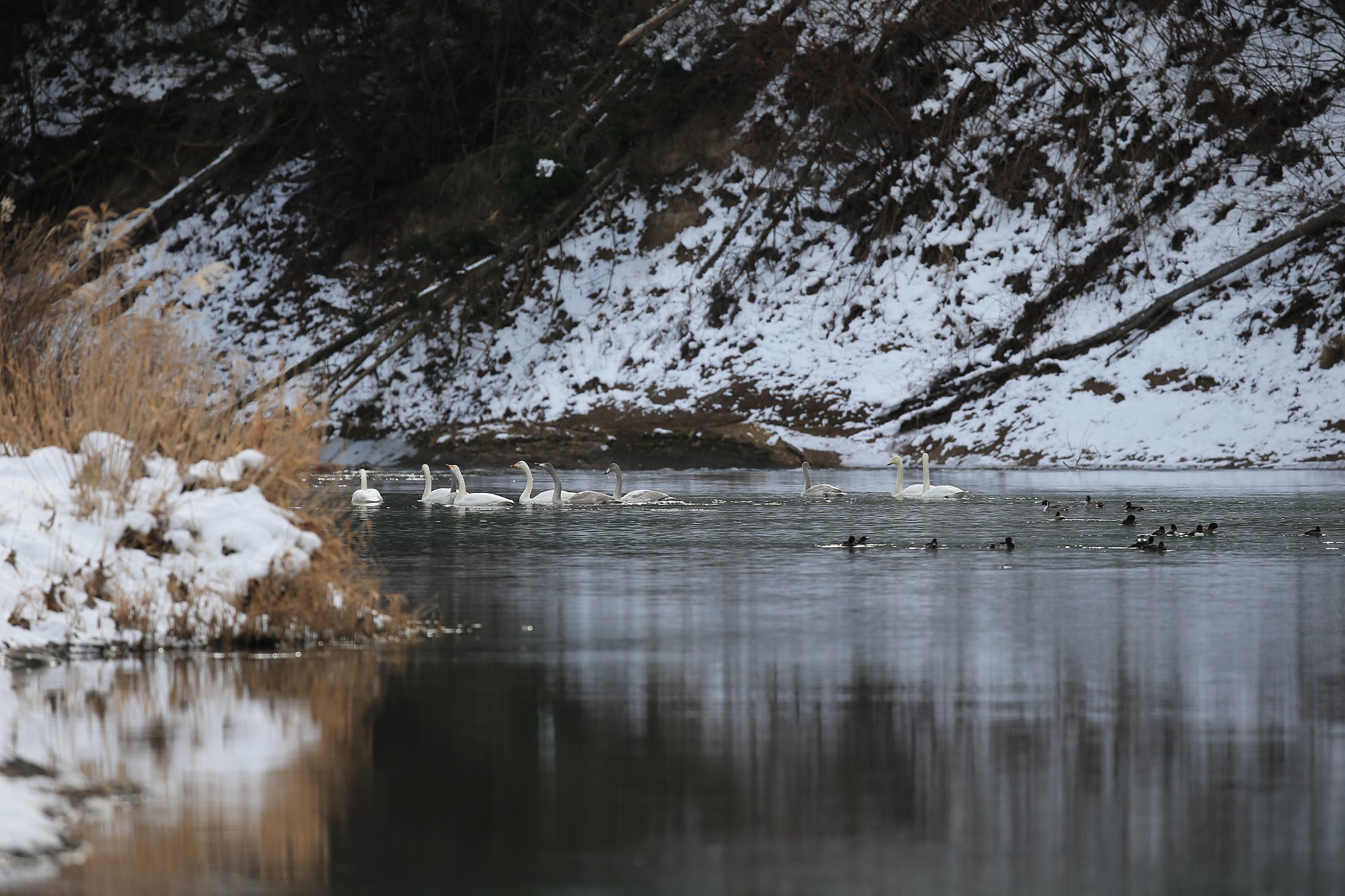白鳥の憩う川