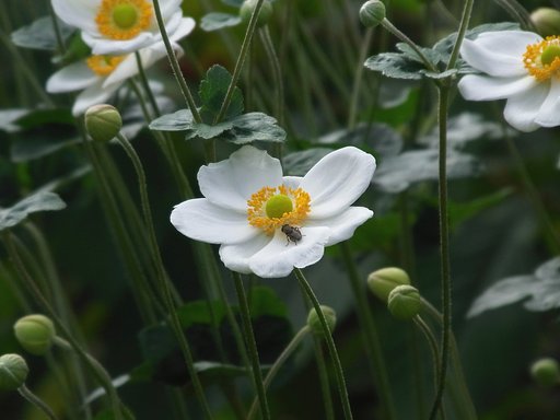 秋明菊