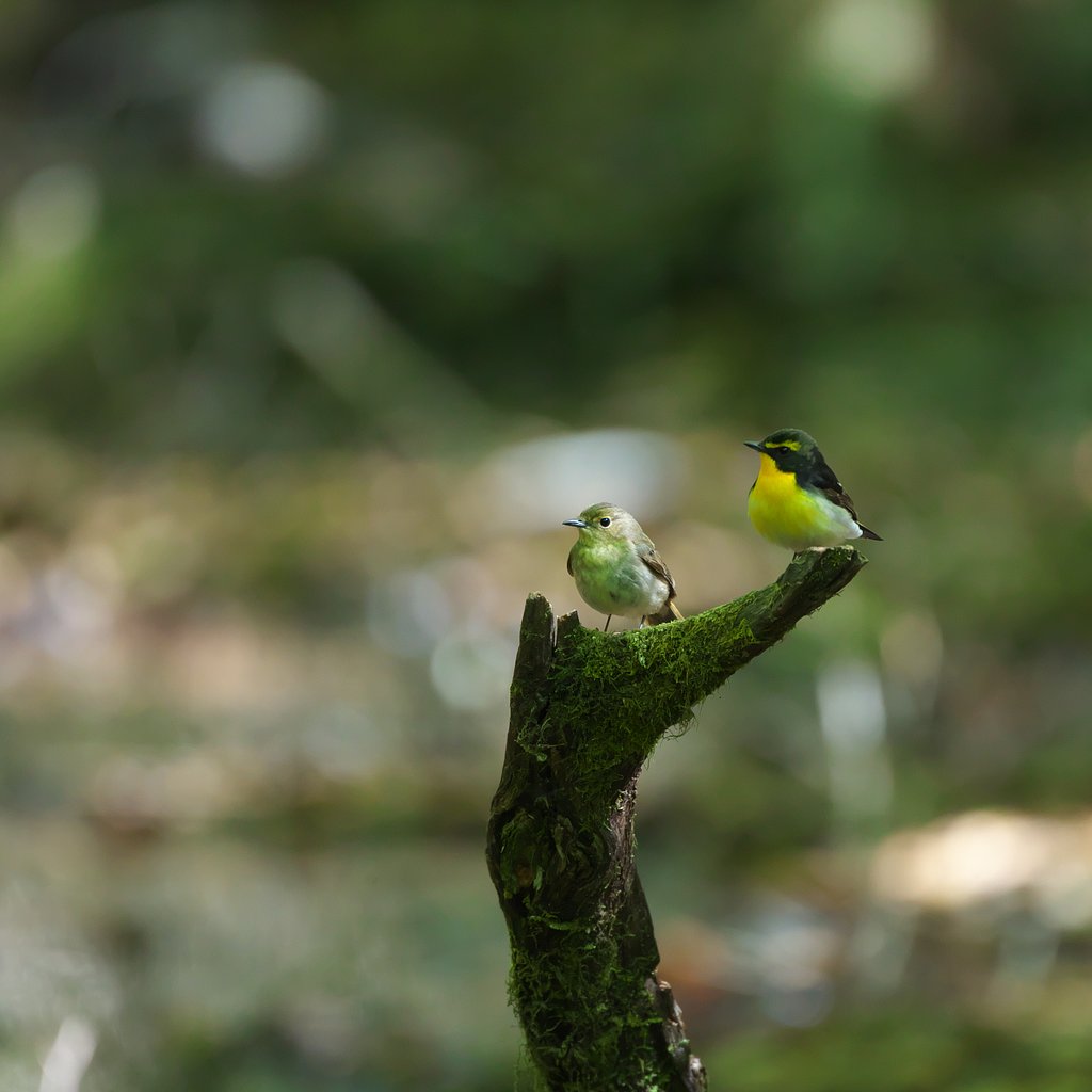キビタキ♂♀