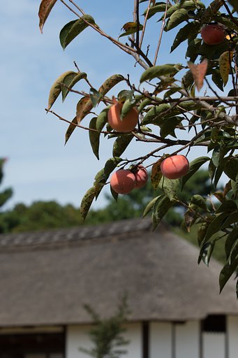 EF70-200mm F2.8 L