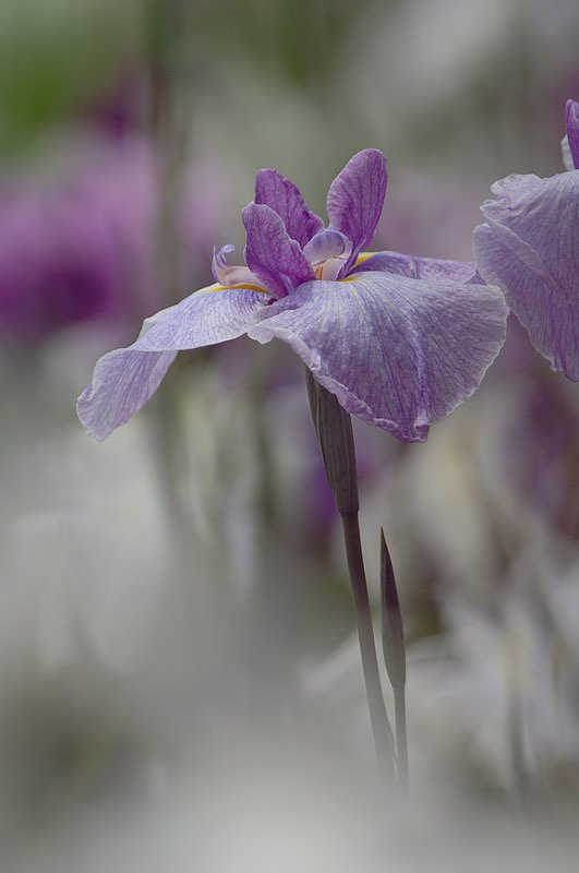 菖蒲その４