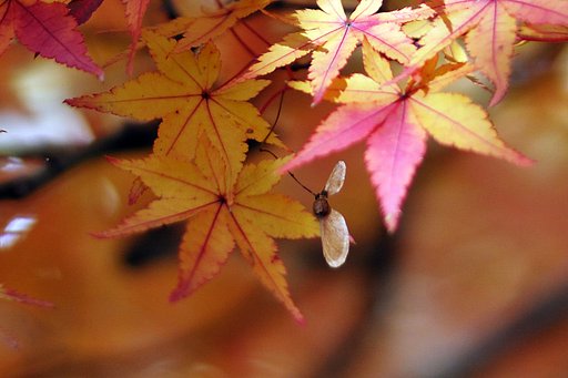 【春夏秋冬】種