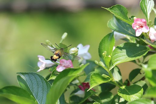 透き通った飛翔