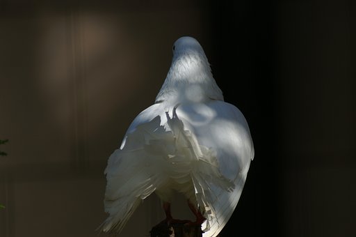 白つながり♪