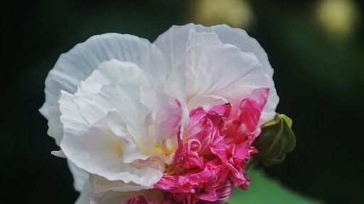 酔芙蓉