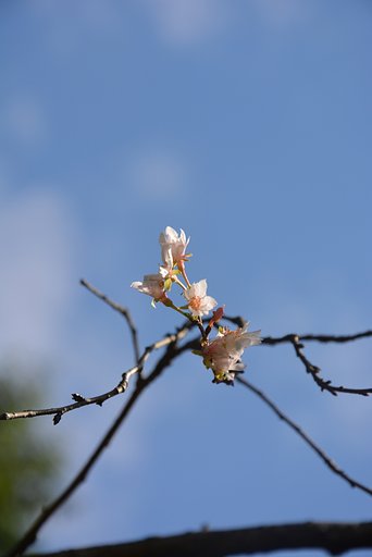 冬桜