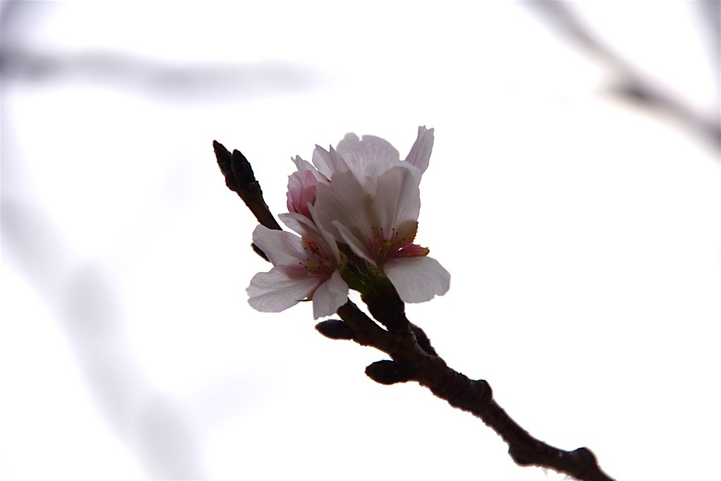 桜
