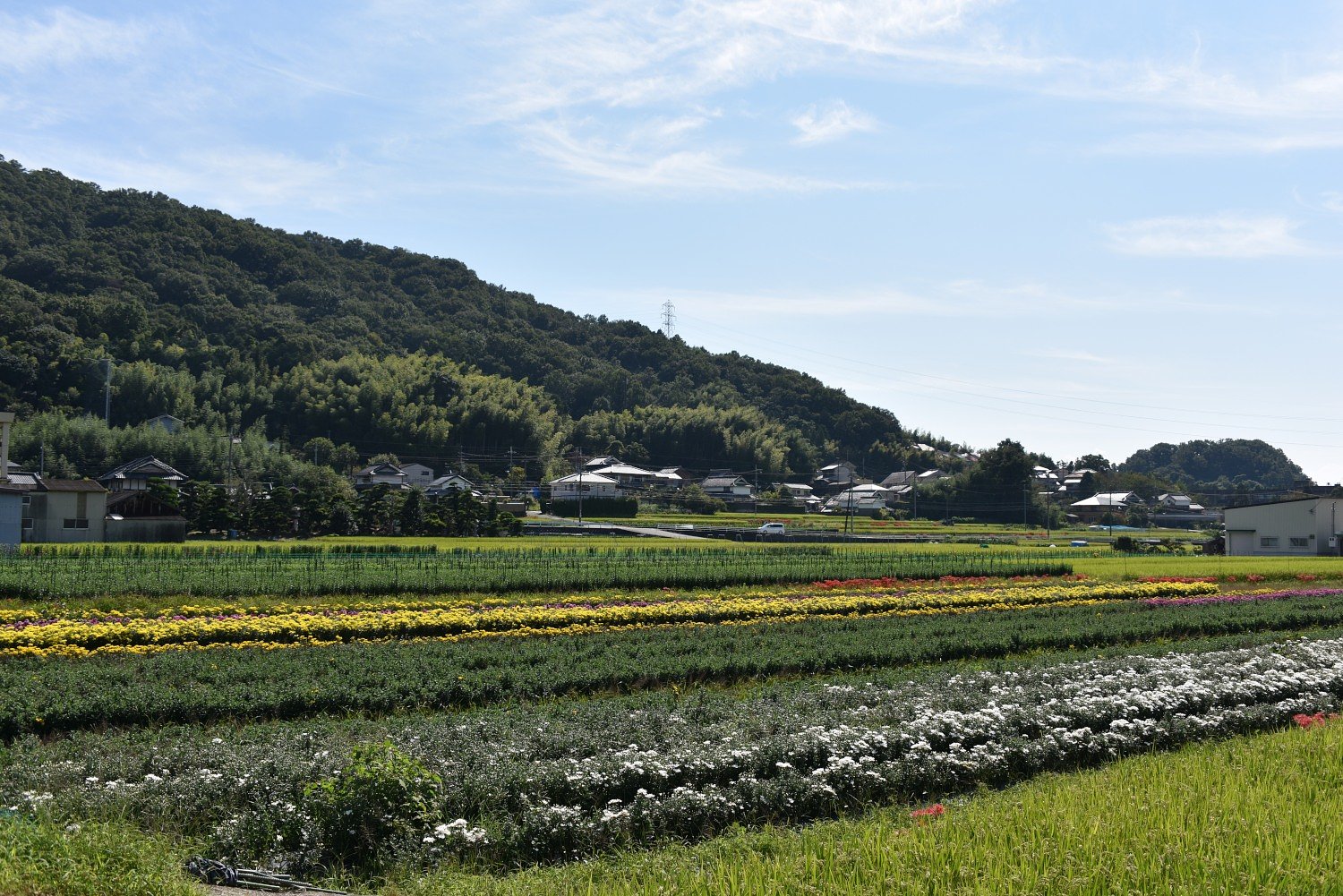 秋の花の競演