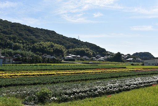 秋の花の競演