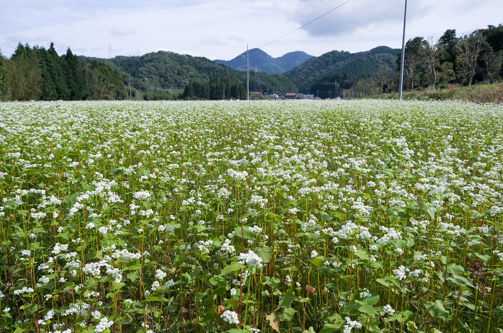 蕎麦