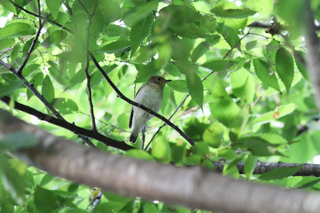 キビタキ♀