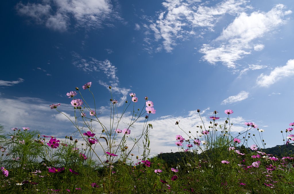 秋桜
