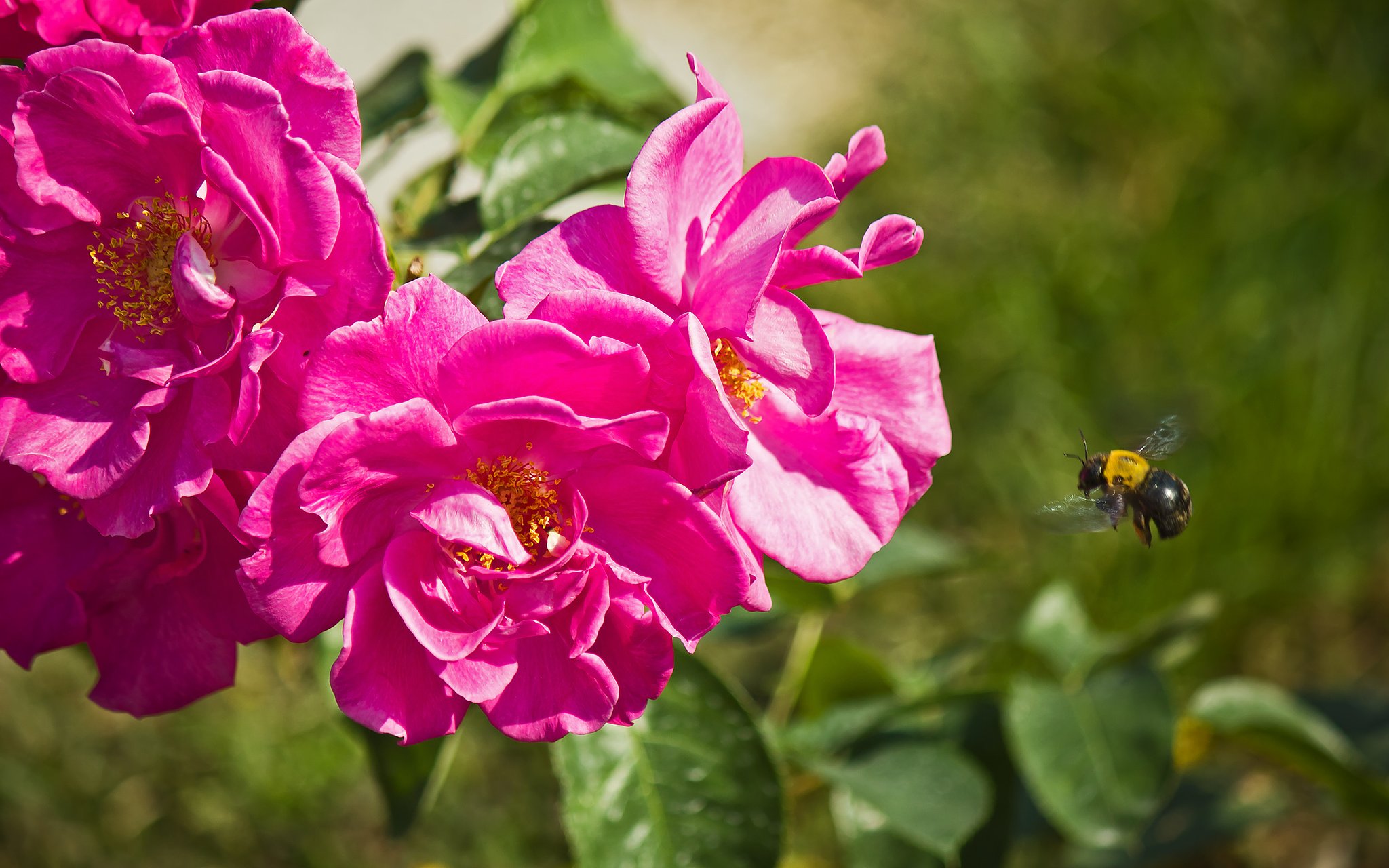 薔薇と熊蜂