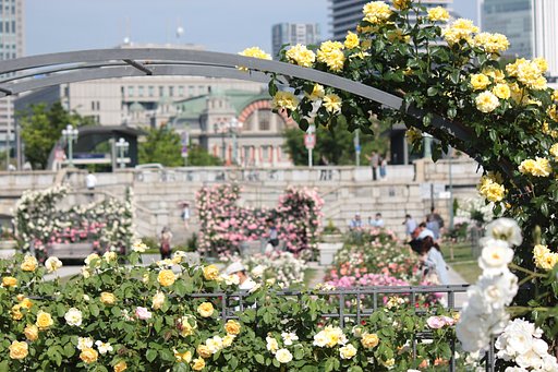 中之島公園バラ園