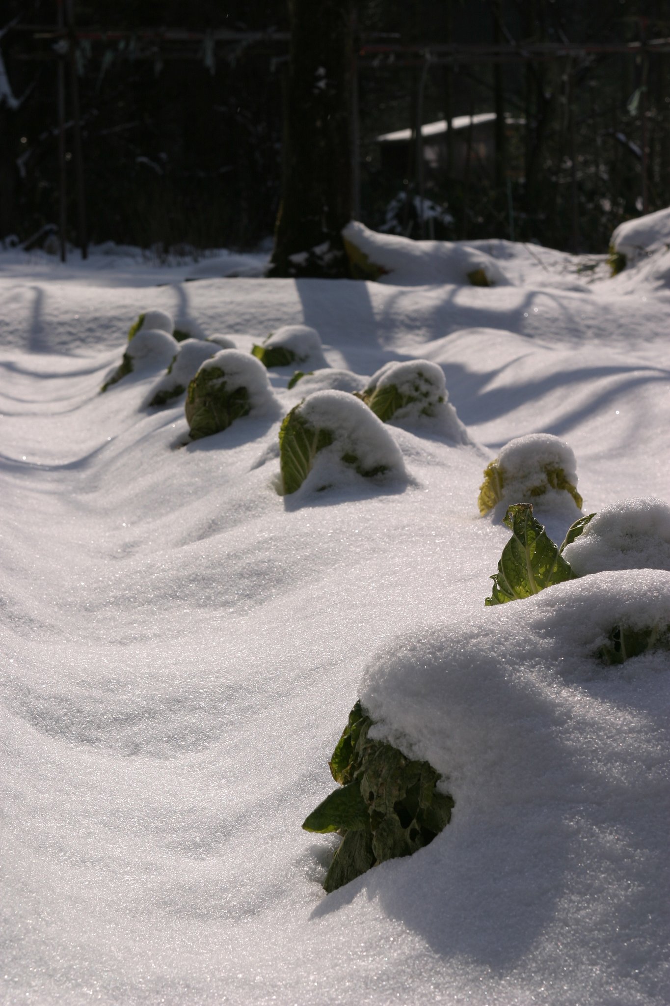 雪の下