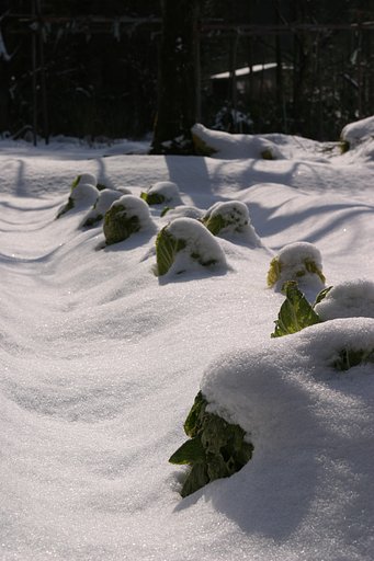 雪の下