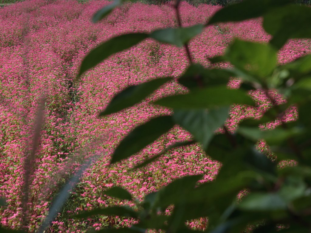 葉っぱごしの赤蕎麦