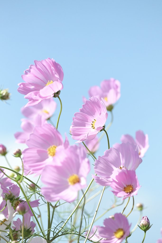 Fuji XF 55-200