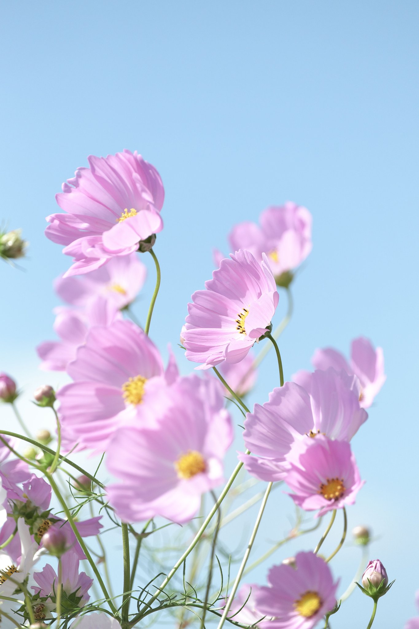 Fuji XF 55-200