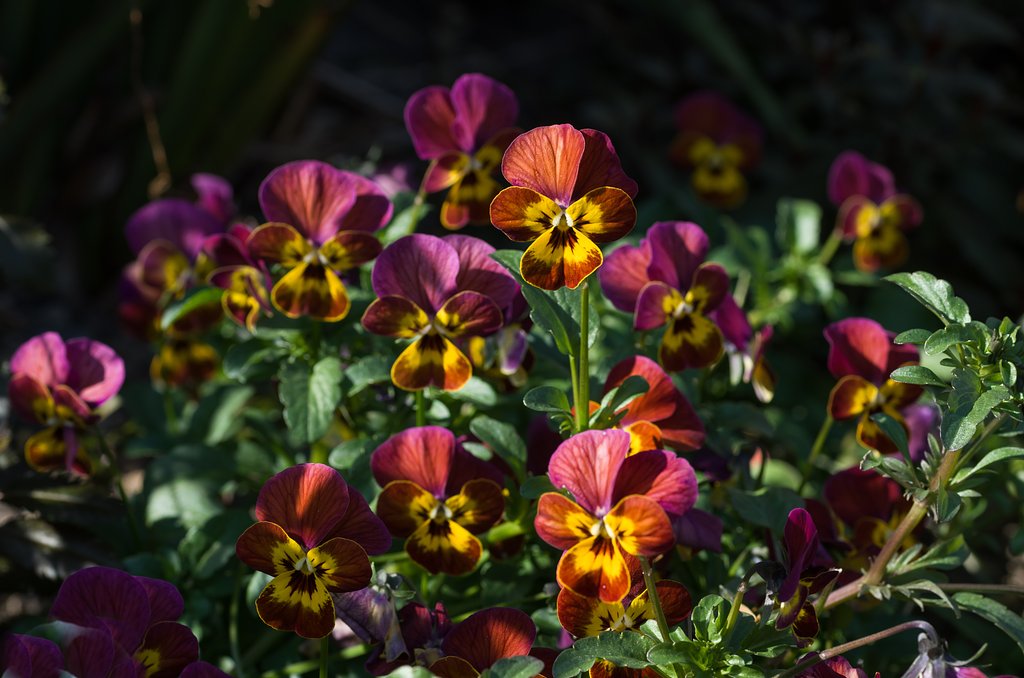 SIGMA MACRO 70mm F2.8