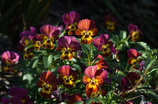 SIGMA MACRO 70mm F2.8