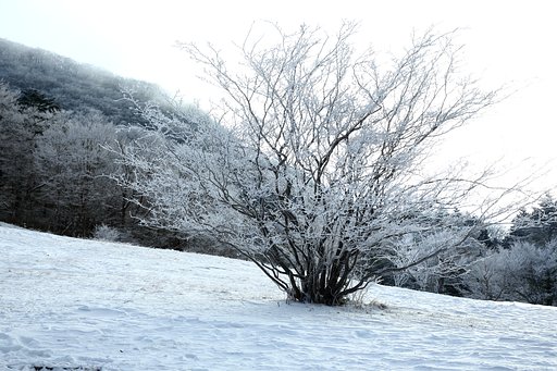 霧氷を撮りに