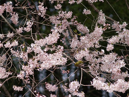 桜とかくれんぼ1