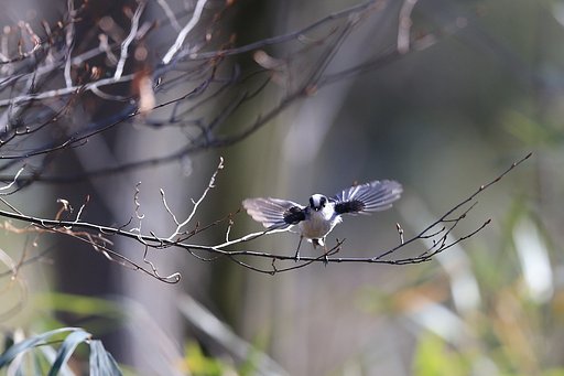 エナガ　飛び立ち