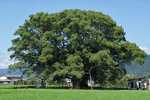 加茂の大クス（その弐）