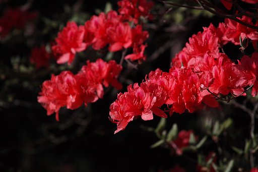 船窪高原のツツジ