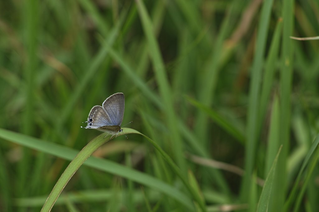 SIGMA 150mm 1:2.8 EX DG　OS機能なし。