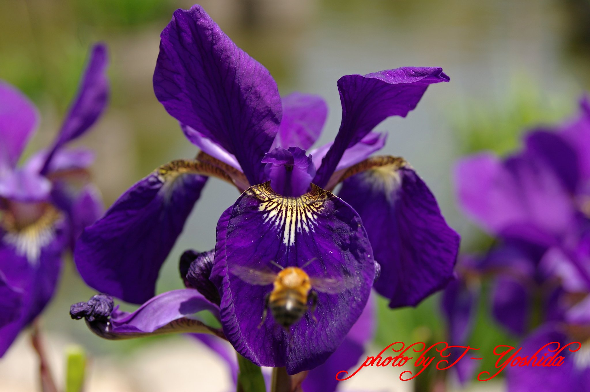 菖蒲