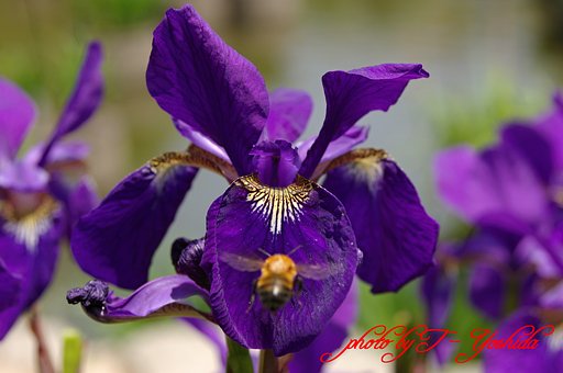 菖蒲