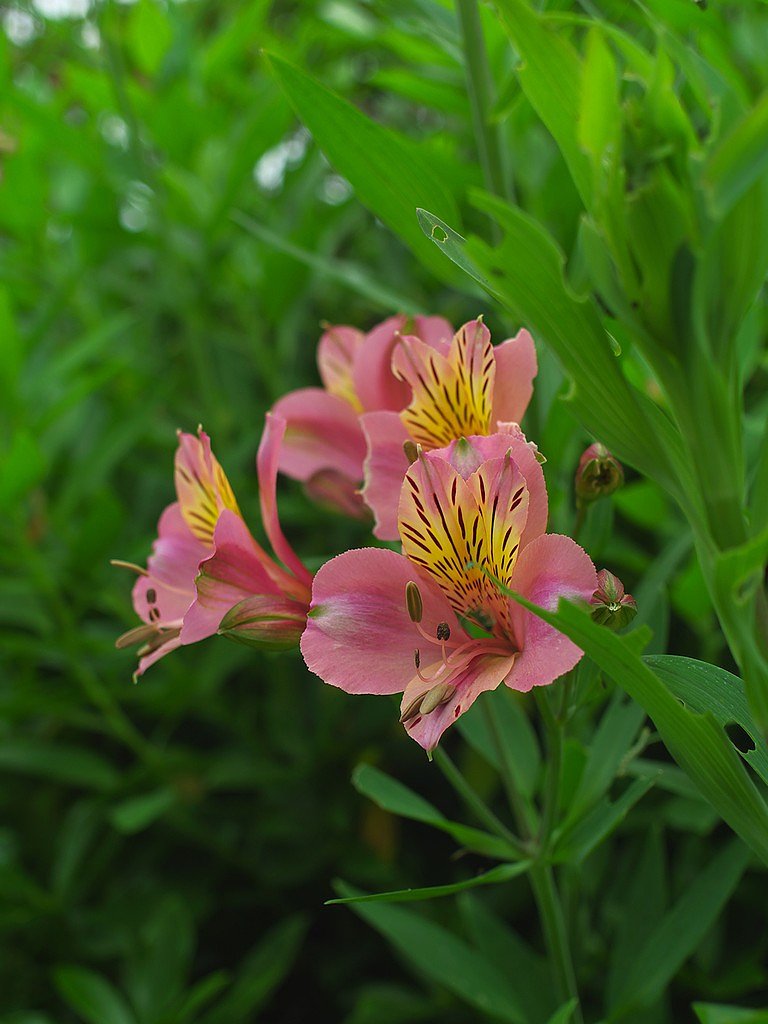 何の花でしょう？(その1)