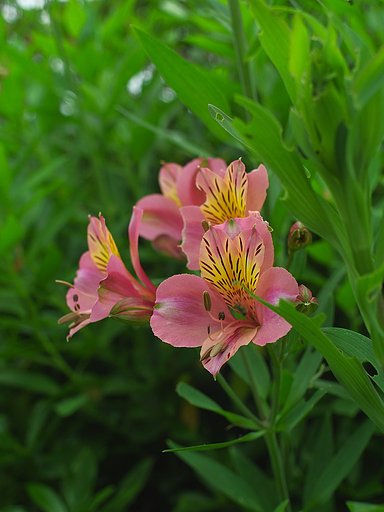 何の花でしょう？(その1)