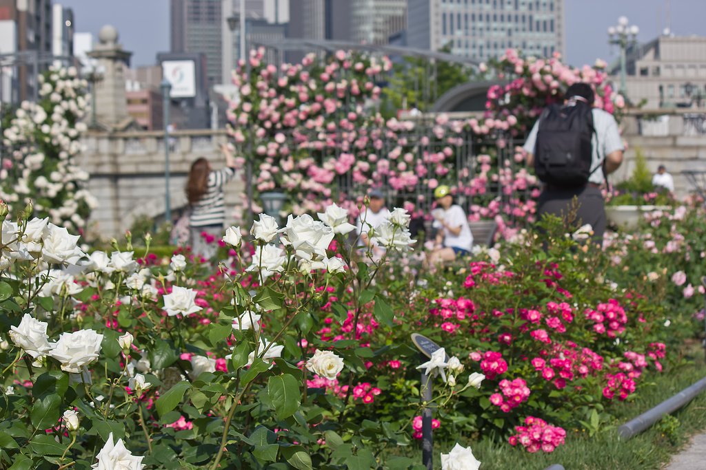 中之島公園