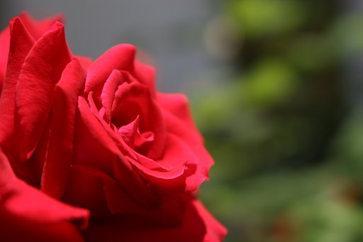真紅