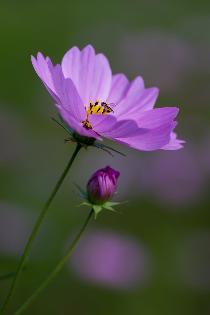 PENTAX-D FA MACRO 100mm F2.8 