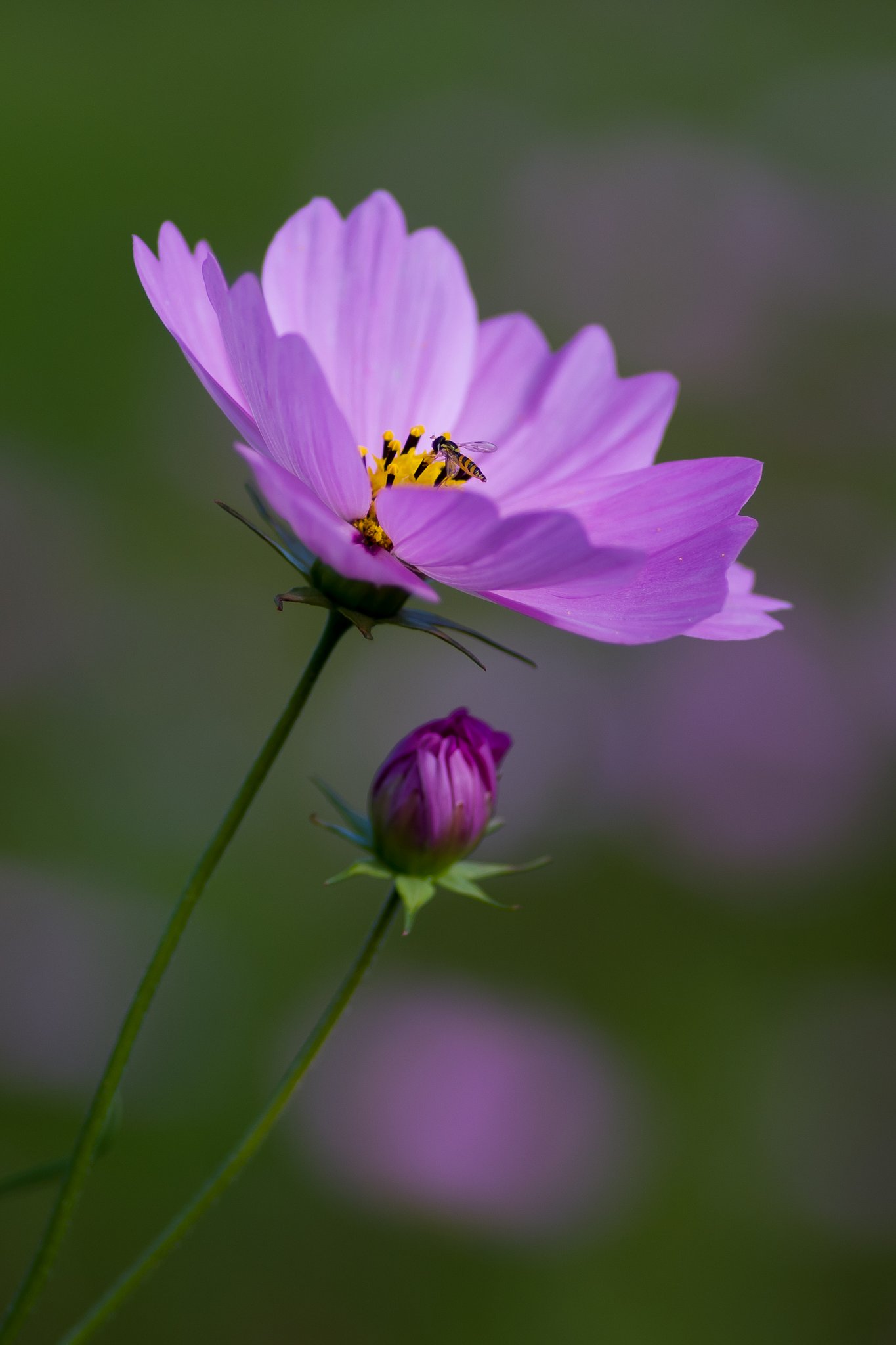 PENTAX-D FA MACRO 100mm F2.8 