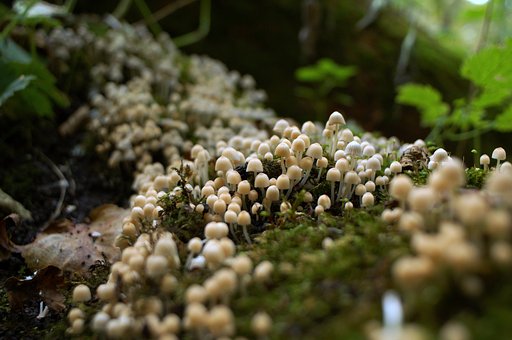 森ノ中ノ森