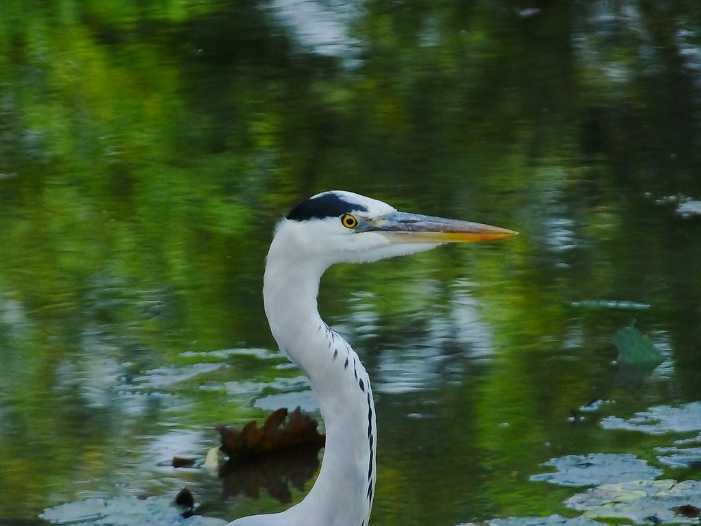 アオサギ