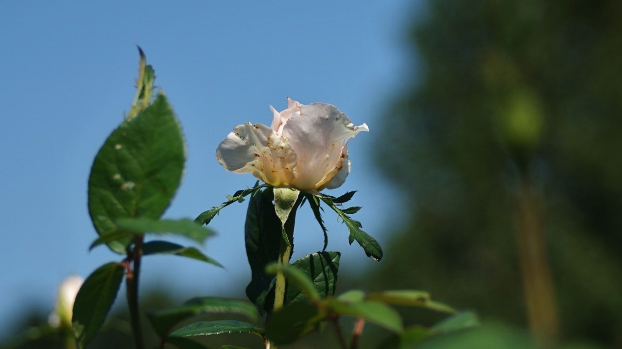 秋の薔薇
