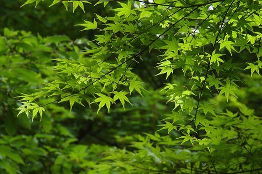 【春夏秋冬】初夏のもみじ