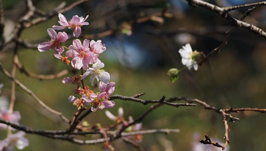 十月桜